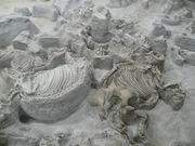 Nebraska, USA: Ashfall Fossil Site, Fossils of variety of creatures that perished from breathing in volcanic ash 12 million years ago. Three-toed horses lie next to prehistoric Rhinos, camels and sabre-toothed deer. They provide a unique insight into life on the plains of America 12 million years ago.