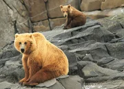 Grizzly-B&auml;renmutter mit Jungem beim Pausieren