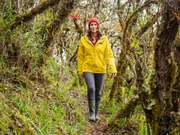 Der Nebelwald holt sich das Wasser zu einem gro&szlig;en Teil aus der Luft. Der Nebel kondensiert an den Bl&auml;ttern und Zweigen. Pflanzen wie Bromelien, Orchideen oder Moose k&ouml;nnen diese Feuchtigkeit direkt &uuml;ber ihre Oberfl&auml;che aufnehmen. Das restliche Wasser flie&szlig;t entlang der Pflanze nach unten und wird schlie&szlig;lich in den Boden geleitet.