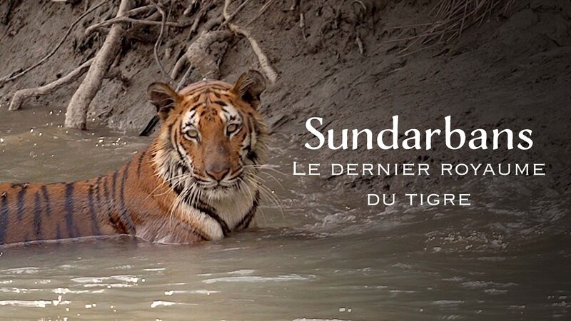 Sundarbans, im Reich der Königstiger (F, 2023)