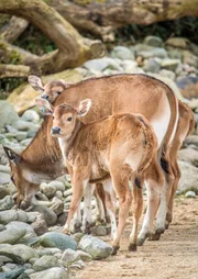 Java-Banteng-Herde.