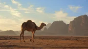 Camel