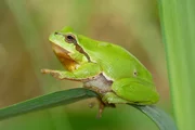 Der Laubfrosch lebt im und am Chiemsee.