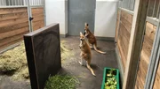 Supers&uuml;&szlig;er Neuzugang im Outback: Zwei Rote Riesenk&auml;ngurus ziehen in das Revier der Tiere Australiens ein. Zoobewohner mit absolutem Kuschelfaktor! Manja Fuhrmann und Maggie Lehmann breiten alles f&uuml;r die Ankunft der Roten Riesen vor und sind schockverliebt, als die K&auml;nguru-Weibchen endlich aus den Transportboxen h&uuml;pfen.