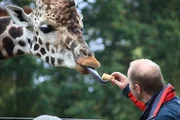 LIVERPOOL, UK: Dr. Phillip Lars Manning feeds a giraffe at Knowsley Safari Park, illustrating the length of its neck. LIVERPOOL, UK: Dr. Phillip Lars Manning feeds a giraffe at Knowsley Safari Park, illustrating the length of its neck.