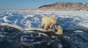 Eisbären spielen zwischen Eisschollen im Norden Russlands. Eisbären spielen zwischen Eisschollen im Norden Russlands.