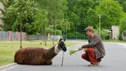 Fritz Fuchs (Guido Hammesfahr) muss das scheue Lama irgendwie von der Stra&szlig;e locken - das f&uuml;hlt sich dort anscheinend wohl.