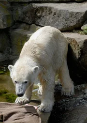 Zoo Berlin und Tierpark Berlin freuen sich &uuml;ber eine wahre Babyschwemme - und "Panda, Gorilla & Co." gratuliert mit einem Spezial, das den tierischen Nachwuchs und die dazugeh&ouml;rigen "Pflegeeltern" in den Mittelpunkt r&uuml;ckt. Der mittlerweile stattliche Eisb&auml;r Knut im Zoo Berlin.