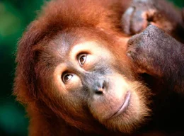 Orang-Utan im Gunung Leuser Nationalpark, einem der gr&ouml;&szlig;ten Naturreservate in ganz Indonesien, R&uuml;ckzugsort f&uuml;r viele bedrohte Tierarten.