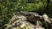 Ein Neuguinea-Amethystpython, die größte Schlange Neuguineas. Neben Menschen und Greifvögeln zählt diese Würgeschlange zu den Feinden der Paradiesvögel. Ein Neuguinea-Amethystpython, die größte Schlange Neuguineas. Neben Menschen und Greifvögeln zählt diese Würgeschlange zu den Feinden der Paradiesvögel.