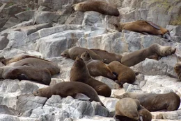 S&uuml;dliche Seeb&auml;ren bei Friar&rsquo;s Rock im S&uuml;dteil Tasmaniens.