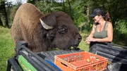 Kerstin Schnabel im Gehege der Bisons – mit Leitbulle Samson. Kerstin Schnabel im Gehege der Bisons – mit Leitbulle Samson.