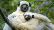 Der Von-der-Decken-Sifaka, benannt nach einem deutschen Afrika-Forscher, ist eine im Westen Madagaskars vorkommende Lemuren-Art.