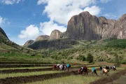 Auf den Reisfeldern im zentralen Hochland Madagaskars pflanzen Frauen und M&auml;dchen Reissetzlinge.