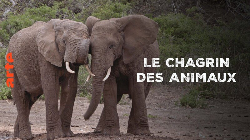 Empfinden Tiere Trauer? – Neues aus der Verhaltensforschung (F, 2025)