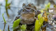 Für ein Erdkrötenmännchen ist es ein großes Glück, eine Partnerin zur Fortpflanzung zu finden. Für ein Erdkrötenmännchen ist es ein großes Glück, eine Partnerin zur Fortpflanzung zu finden.