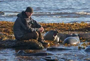 Dave Salmoni with elephant seals on Sea Lion Island, Falklands.