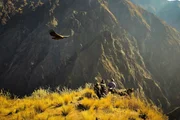 Fr&uuml;hmorgens beobachten und z&auml;hlen Biologen der University of St. Augustin in Arequipa die gef&auml;hrdeten Andenkondore des Colca Canyons.