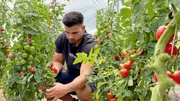 Der Gärtner braucht Hilfe: Fischer Sander erntet Tomaten. Der Gärtner braucht Hilfe: Fischer Sander erntet Tomaten.