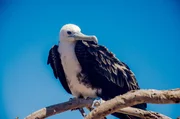 Junger Fregattvogel auf einem Ast