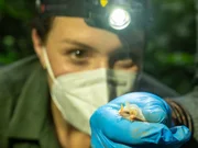 Hannah Emde untersucht wei&szlig;e Flederm&auml;use mit gelben Nasen und Ohren. Die ungew&ouml;hnlichen Farben verraten viel &uuml;ber das &ouml;kologische Netzwerk des Regenwaldes.