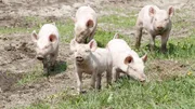 Eine freche Ferkelbande galoppiert &uuml;ber das Feld.