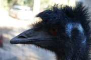 Die Emu-Männchen erkennt man an den blauen Streifen am Kopf. Die Emu-Männchen erkennt man an den blauen Streifen am Kopf.