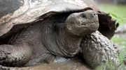 Ein Bad im Schlamm bringt der Riesenschildkr&ouml;te Abk&uuml;hlung und hilft ihr l&auml;stige Parasiten loszuwerden.
