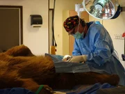 A ranch visit to the Wildlife Sanctuary to neuter a bear.