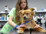 A woman taking care of a dog on the vet table.
