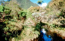 Universum: "Mauritius", "Schatzinsel im Indischen Ozean." Der Indische Ozean - eine blaue W&uuml;ste, deren Oasen tropische Inseln sind, von Palmen bewachsen, ges&auml;umt von wei&szlig;en Str&auml;nden und Korallenriffen. Auf Mauritius, Rodrigues und R&eacute;union - den Maskarenen - sind Naturwunder und sagenhafte Erz&auml;hlungen von Piratensch&auml;tzen und Gespenstern auf fantastische Art und Weise miteinander verwoben. Jenseits der palmenbewachsenen Traumstr&auml;nde existiert eine unbekannte mystische Welt, die von Schatzsuchern, Geistersehern und Seer&auml;uber-Anekdoten gepr&auml;gt wird. Ein Film von Harald Pokieser und Manfred Christ.  SENDUNG: 3sat - DO - 10.12.2020 - 13:40 UHR. - Veroeffentlichung fuer Pressezwecke honorarfrei ausschliesslich im Zusammenhang mit oben genannter Sendung oder Veranstaltung des ORF bei Urhebernennung.