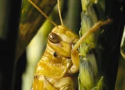 Heuschrecke Heuschrecke