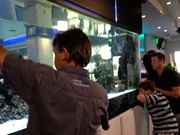 Fort Lauderdale, FL, USA: Living Color's designer Jose Blanco plans the Ocean Manor hotel's reef renovation.