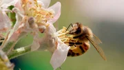 Honigbienen k&ouml;nnen bis zu 3000 Bl&uuml;ten am Tag besuchen.