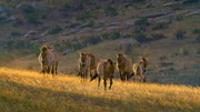 Przewalski-Pferde in der mongolischen Steppe.