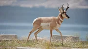 Pronghorn Antelope.