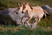 Für junge Przewalski-Pferde ist es wichtig, dass sie schnell laufen und mit ihrer Herde mithalten können.