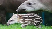 Brazilian tapir.