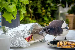 Elstern besitzen die F&auml;higkeit zur Objektpermanenz, d.h. sie wissen, dass ein Objekt auch weiterhin existiert, selbst wenn sie es gerade nicht sehen. Diese F&auml;higkeit brauchen V&ouml;gel, um Nahrungsverstecke wiederzufinden. Sie k&ouml;nnen sich dadurch allerdings auch merken, dass sich unter Alufolie meist etwas zu Fressen verbirgt.