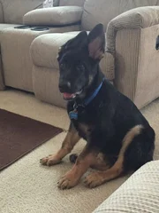 A home visit to Tammy Dubbles and of Tammy during the war and Samson's journey.