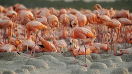 Flamingo-Kolonie &ndash; Ria Lagartos.