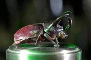 Im Bild: Insekten haben eine Schutzpanzer aus Chitin - ein sehr wirkungsvolles und vielseitiges Material. Im Bild: Insekten haben eine Schutzpanzer aus Chitin - ein sehr wirkungsvolles und vielseitiges Material.