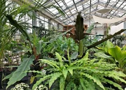 Der Hype um Zimmerpflanzen nimmt zu. Anna Lena Dörr und Pflanzenexpertin Heike Boomgaarden gehen dem "Grüner Wohnen-Trend" auf die Spur. Der Hype um Zimmerpflanzen nimmt zu. Anna Lena Dörr und Pflanzenexpertin Heike Boomgaarden gehen dem "Grüner Wohnen-Trend" auf die Spur.