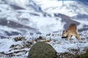 Ein Pumaweibchen auf der Pirsch im winterlichen Torres del Paine-Nationalpark in Chile. Ein Pumaweibchen auf der Pirsch im winterlichen Torres del Paine-Nationalpark in Chile.