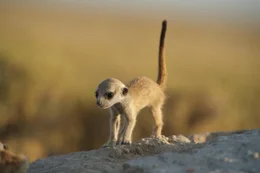 Ein Erdm&auml;nnchen Junges erkundet die Umgebung seines Baues.  +++ Die Verwendung des sendungsbezogenen Materials ist nur mit dem Hinweis und Verlinkung auf RTL+ gestattet. +++