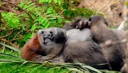 Experiment im Gorilla-Haus. Heute wollen sich Matthias und Sara einmal ansehen, wie sich Silberrücken Mayabu benimmt, wenn er sich unbeobachtet fühlt. Sie haben eine Kamera im Gorilla-Haus installiert. Ob Maayabu merkt, dass er beobachtet wird, während er versucht, ein Überraschungspaket zu öffnen und nach gefüllten Bambusstäben fischt? Experiment im Gorilla-Haus. Heute wollen sich Matthias und Sara einmal ansehen, wie sich Silberrücken Mayabu benimmt, wenn er sich unbeobachtet fühlt. Sie haben eine Kamera im Gorilla-Haus installiert. Ob Maayabu merkt, dass er beobachtet wird, während er versucht, ein Überraschungspaket zu öffnen und nach gefüllten Bambusstäben fischt?