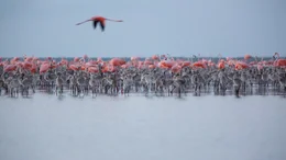 Flamingo-Kolonie in Ria Lagartos.