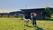 Lilli und Shira in der Hundeschule Lilli und Shira in der Hundeschule