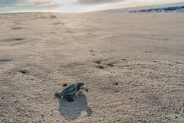 Oliv-Bastardschildkr&ouml;te an der K&uuml;ste von Oaxaca.