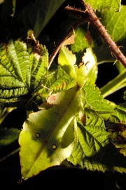 Hart und doch elastisch, je nach Bedarf flexibel oder formstabil - die zweite Folge über die wunderbare Welt der Bionik dringt tief in die Welt der Materialen ein. Im Bild: Blattinsekt - Insekten sind die Meister der Verkleidung. Hart und doch elastisch, je nach Bedarf flexibel oder formstabil - die zweite Folge über die wunderbare Welt der Bionik dringt tief in die Welt der Materialen ein. Im Bild: Blattinsekt - Insekten sind die Meister der Verkleidung.